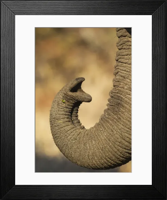 Framed Print : Picture No. 10900861 Framed Print : Picture No. 10900861