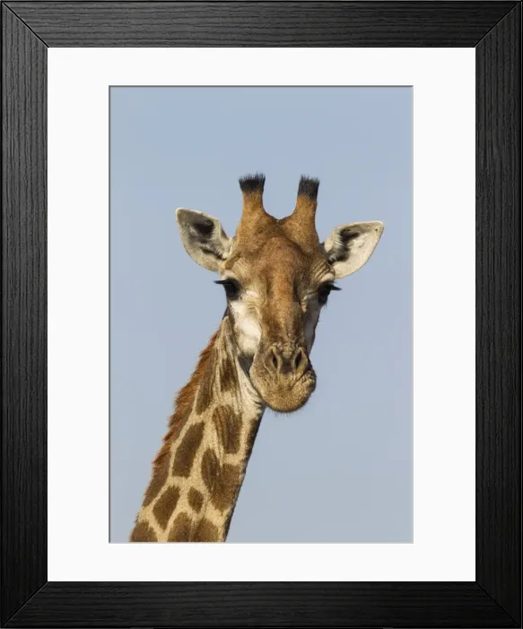 Framed Print : Picture No. 10900901 Framed Print : Picture No. 10900901