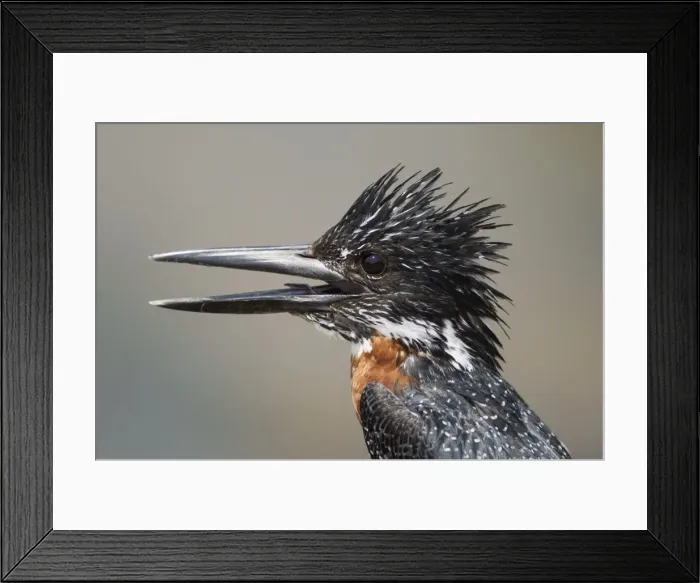 Framed Print : Picture No. 10900914 Framed Print : Picture No. 10900914