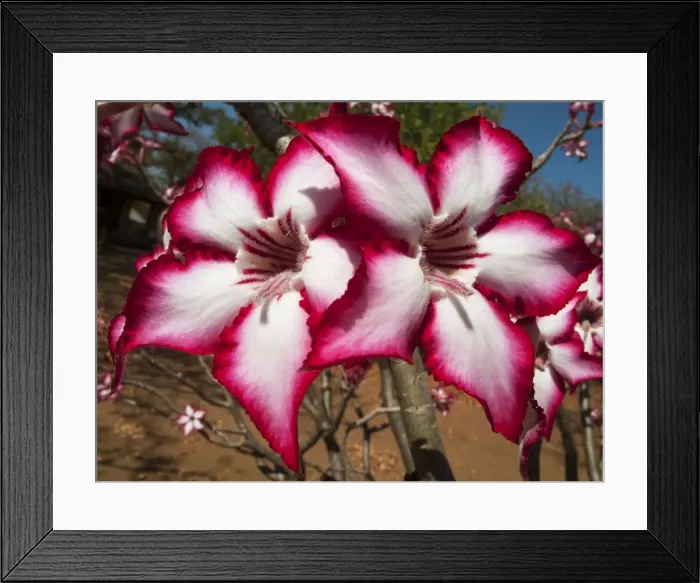 Framed Print : Picture No. 10900926 Framed Print : Picture No. 10900926
