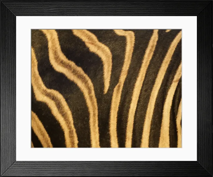 Framed Print : Picture No. 10900953 Framed Print : Picture No. 10900953