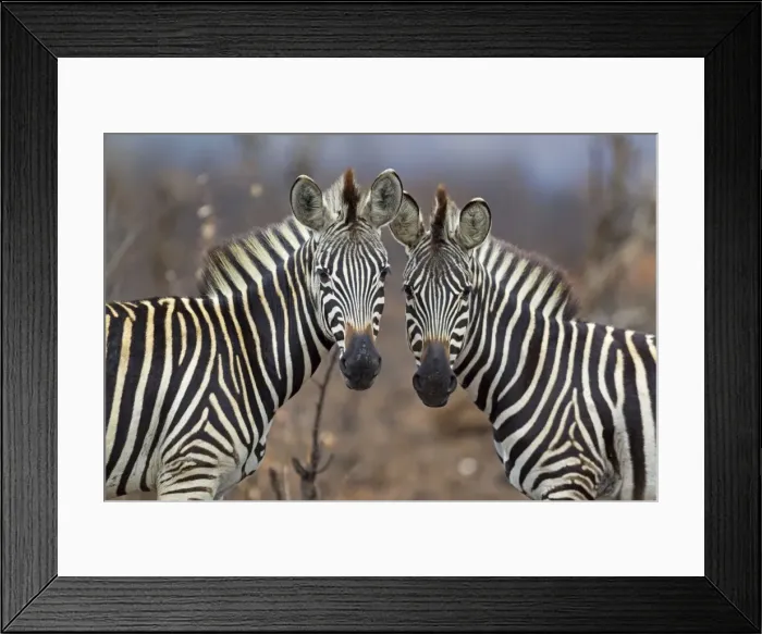 Framed Print : Picture No. 10900954 Framed Print : Picture No. 10900954