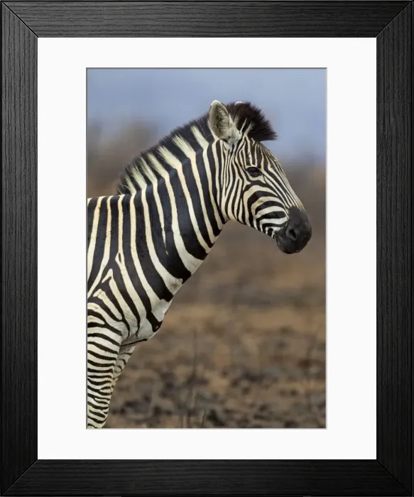 Framed Print : Picture No. 10900955 Framed Print : Picture No. 10900955