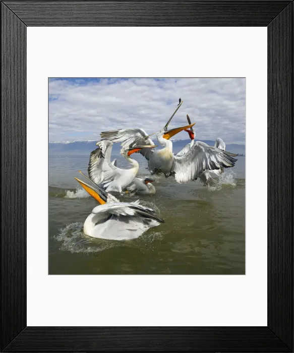 Framed Print : Picture No. 10901260 Framed Print : Picture No. 10901260