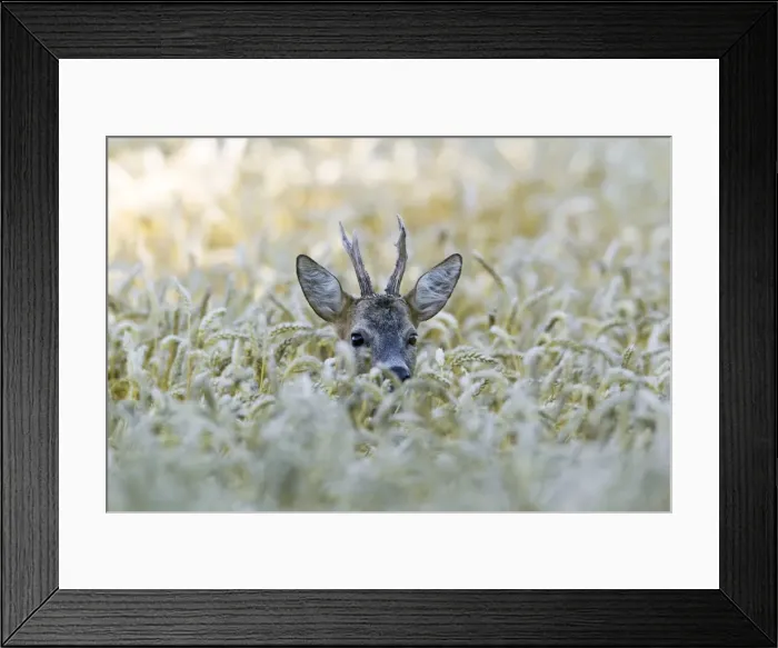 Framed Print : Picture No. 10900986 Framed Print : Picture No. 10900986
