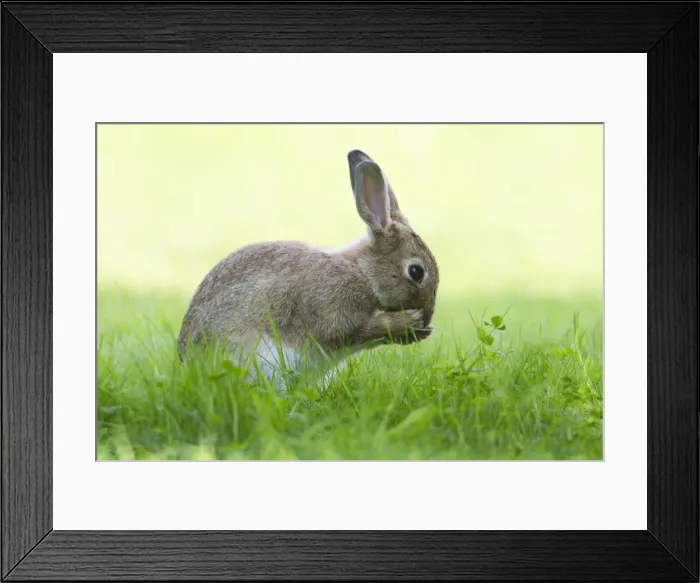 Framed Print : Picture No. 10900997 Framed Print : Picture No. 10900997