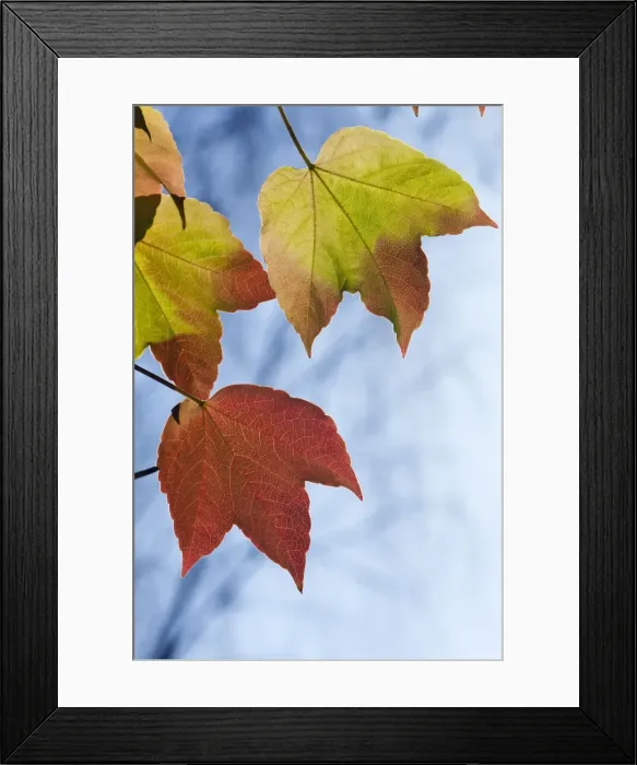 Framed Print : Picture No. 10901028 Framed Print : Picture No. 10901028