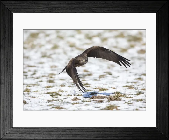 Framed Print : Picture No. 10901063 Framed Print : Picture No. 10901063
