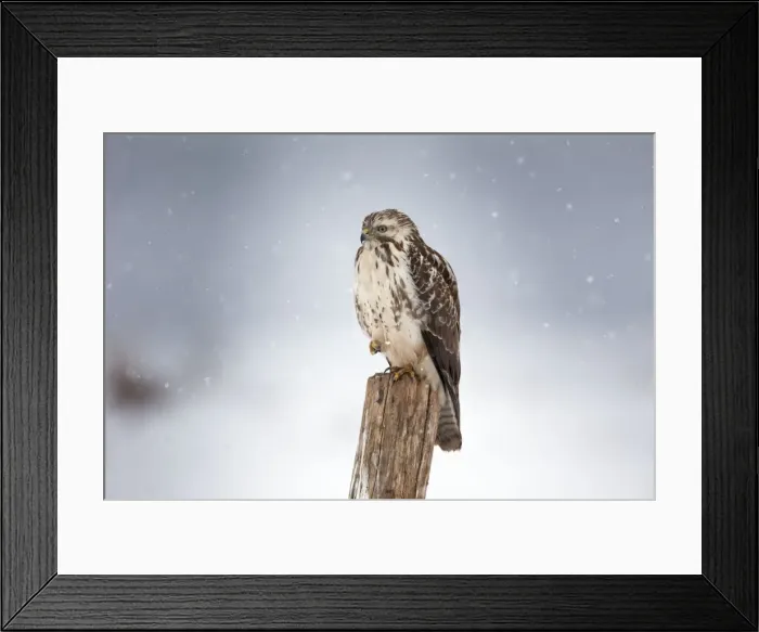Framed Print : Picture No. 10901082 Framed Print : Picture No. 10901082
