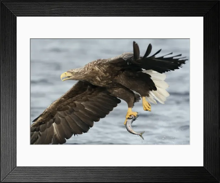 Framed Print : Picture No. 10901170 Framed Print : Picture No. 10901170