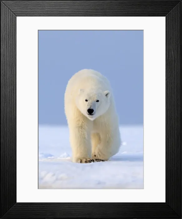 Framed Print : Picture No. 10901614 Framed Print : Picture No. 10901614