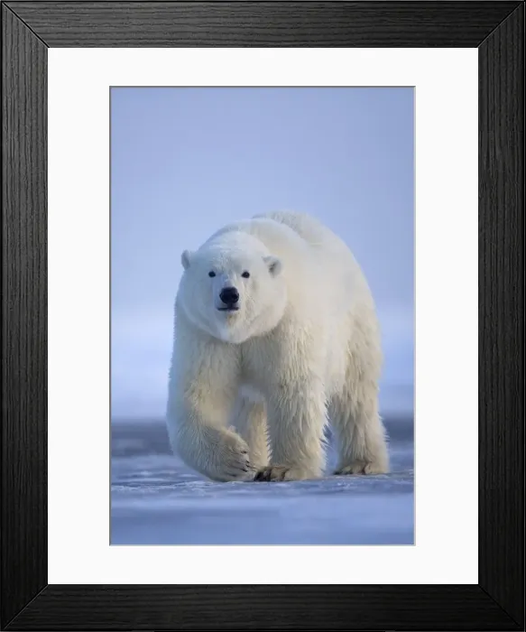 Framed Print : Picture No. 10901623 Framed Print : Picture No. 10901623