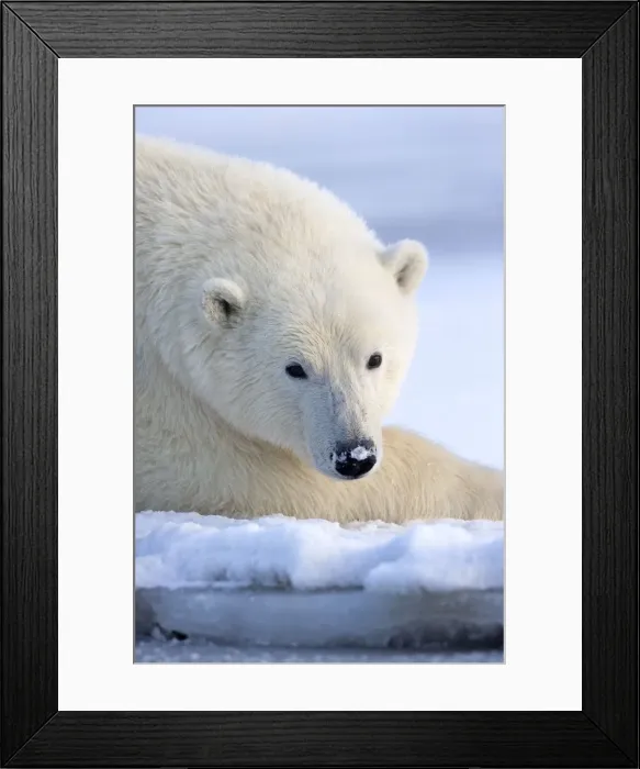 Framed Print : Picture No. 10901625 Framed Print : Picture No. 10901625