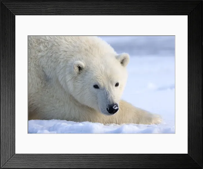 Framed Print : Picture No. 10901626 Framed Print : Picture No. 10901626