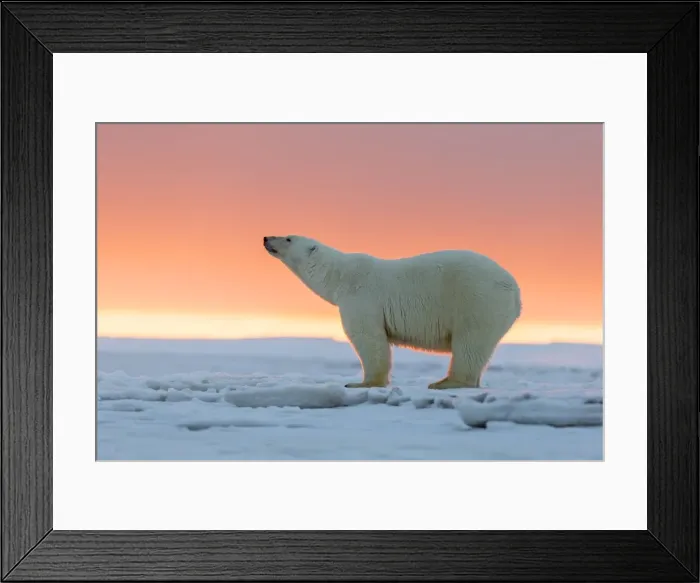 Framed Print : Picture No. 10901657 Framed Print : Picture No. 10901657