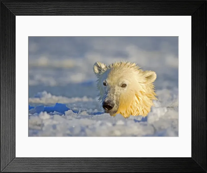 Framed Print : Picture No. 10901681 Framed Print : Picture No. 10901681