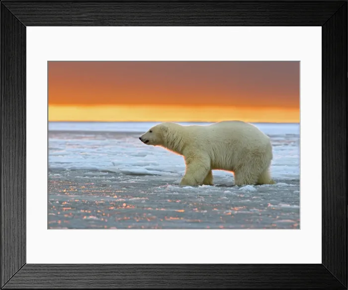Framed Print : Picture No. 10901708 Framed Print : Picture No. 10901708
