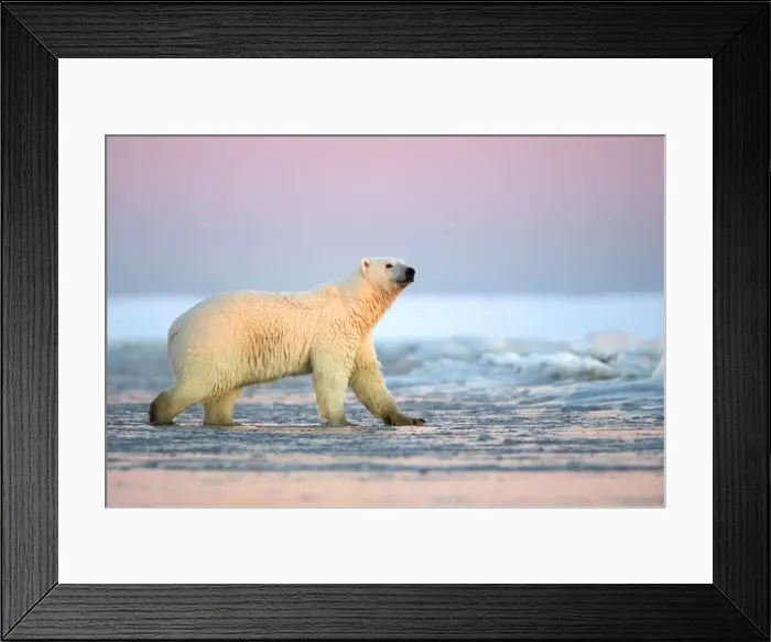 Framed Print : Picture No. 10901715 Framed Print : Picture No. 10901715