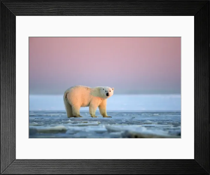 Framed Print : Picture No. 10901719 Framed Print : Picture No. 10901719