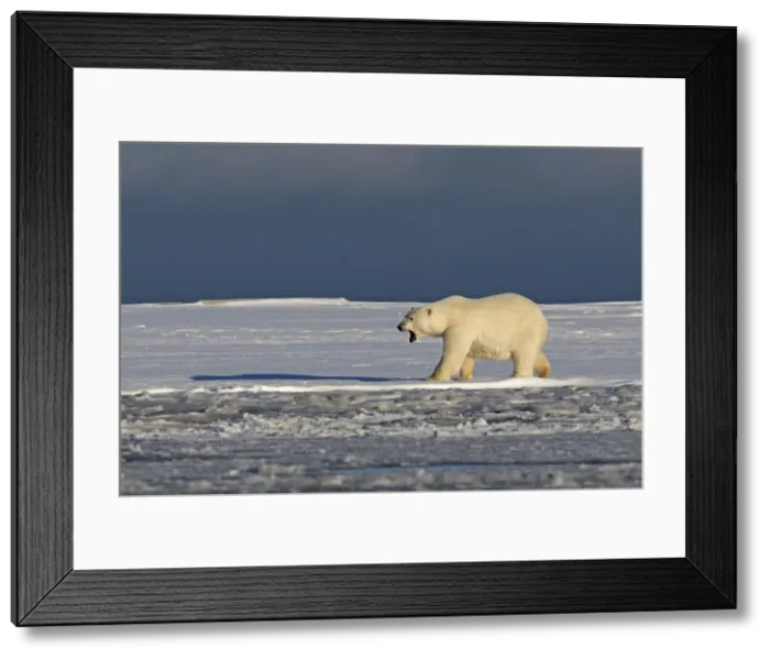 Framed Print : Picture No. 10901720 Framed Print : Picture No. 10901720