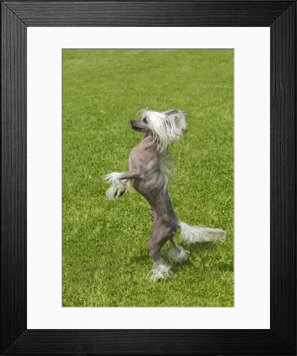 Framed Print : Picture No. 10901835 Framed Print : Picture No. 10901835