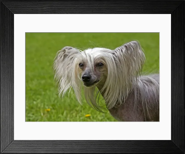 Framed Print : Picture No. 10901836 Framed Print : Picture No. 10901836