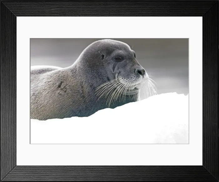 Framed Print : Picture No. 10901840 Framed Print : Picture No. 10901840
