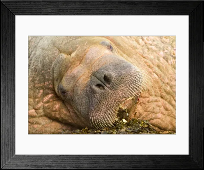 Framed Print : Picture No. 10901855 Framed Print : Picture No. 10901855