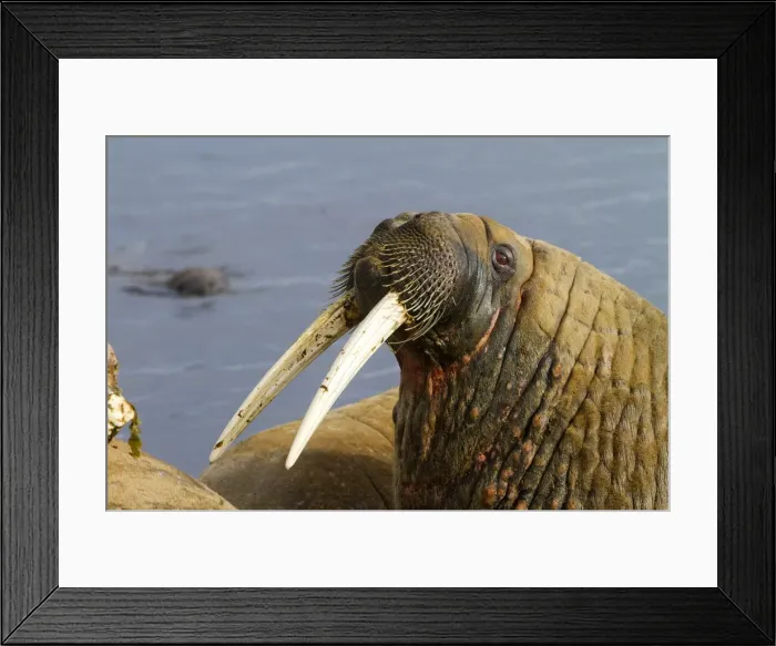 Framed Print : Picture No. 10901856 Framed Print : Picture No. 10901856