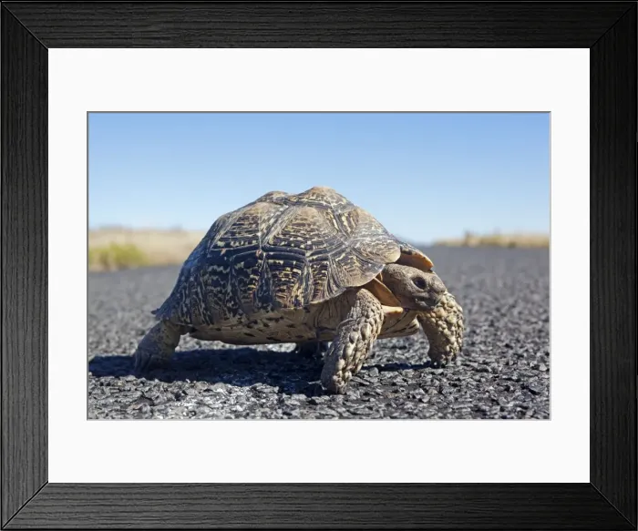 Framed Print : Picture No. 10901898 Framed Print : Picture No. 10901898