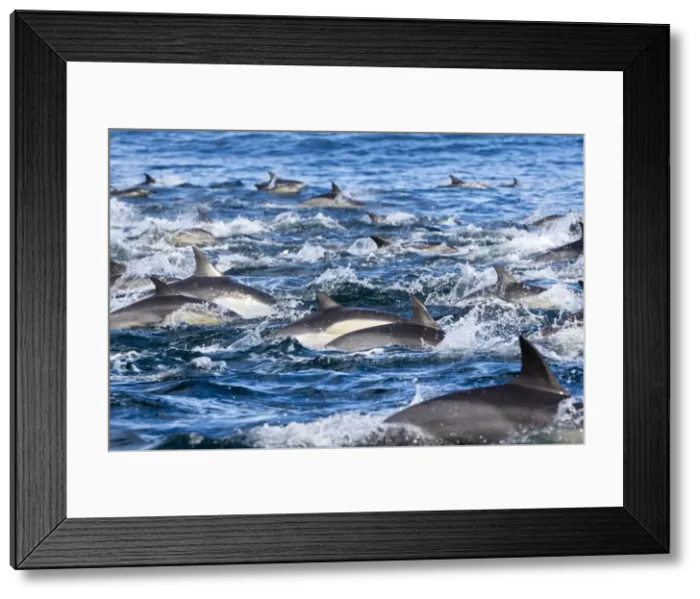 Framed Print : Picture No. 10901909 Framed Print : Picture No. 10901909