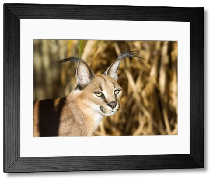 Framed Print : Picture No. 10901936 Framed Print : Picture No. 10901936