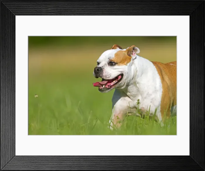 Framed Print : Picture No. 10922565 Framed Print : Picture No. 10922565