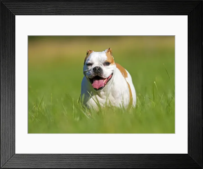 Framed Print : Picture No. 10922566 Framed Print : Picture No. 10922566