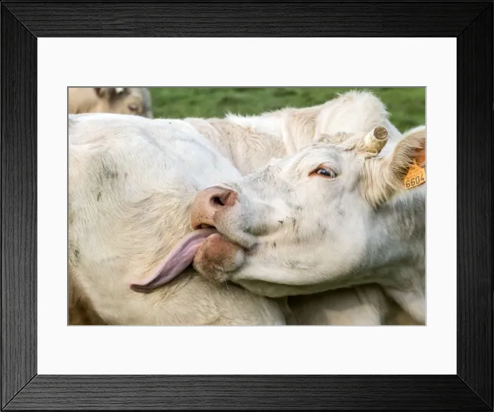 Framed Print : Picture No. 10922592 Framed Print : Picture No. 10922592