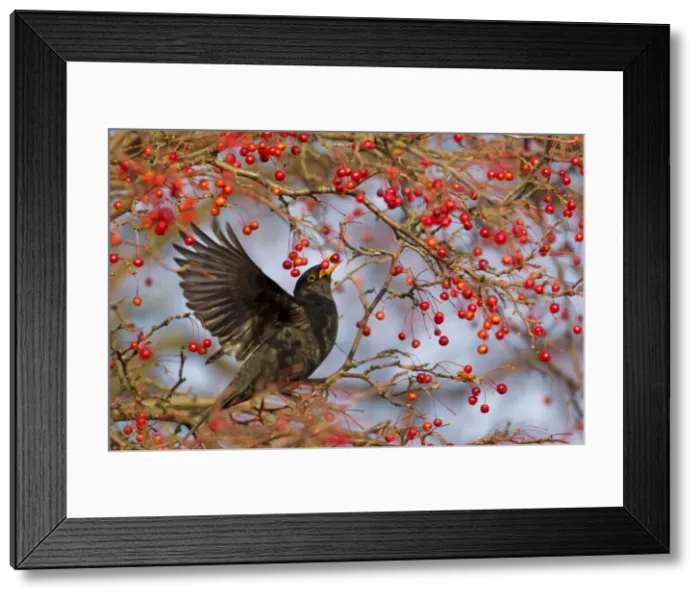 Framed Print : Picture No. 10899798 Framed Print : Picture No. 10899798