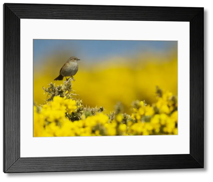 Framed Print : Picture No. 10899807 Framed Print : Picture No. 10899807