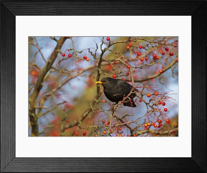Framed Print : Picture No. 10899799 Framed Print : Picture No. 10899799