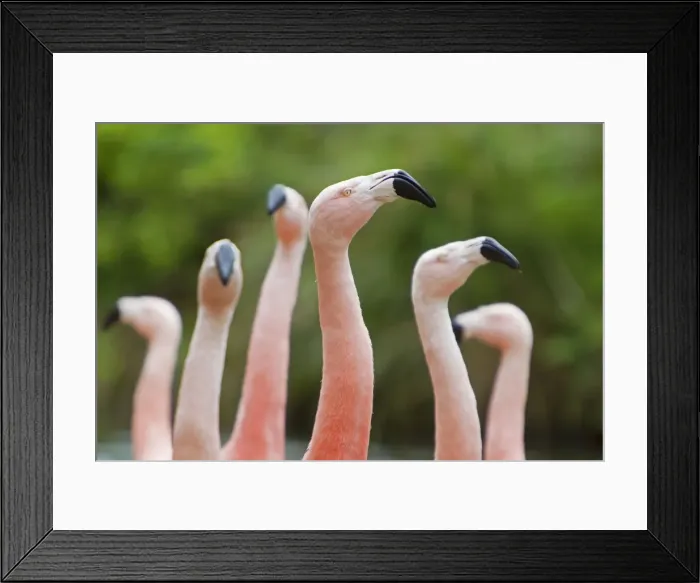 Framed Print : Picture No. 10899831 Framed Print : Picture No. 10899831