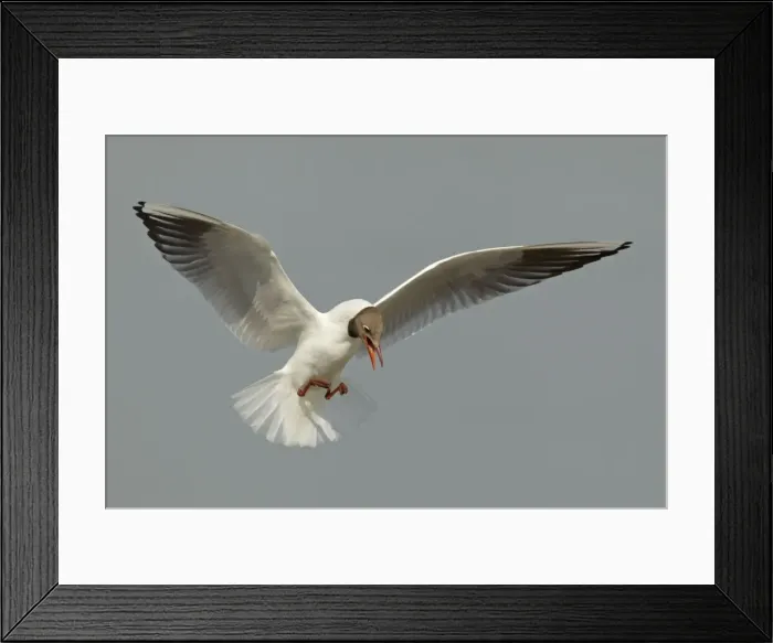 Framed Print : Picture No. 10899838 Framed Print : Picture No. 10899838