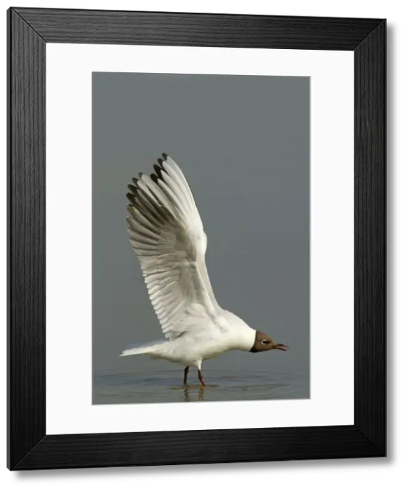 Framed Print : Picture No. 10899841 Framed Print : Picture No. 10899841