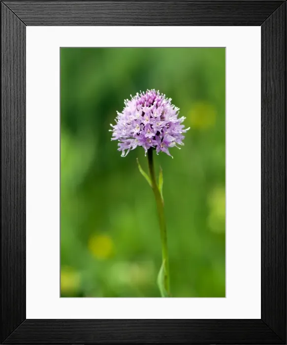 Framed Print : Picture No. 10899629 Framed Print : Picture No. 10899629