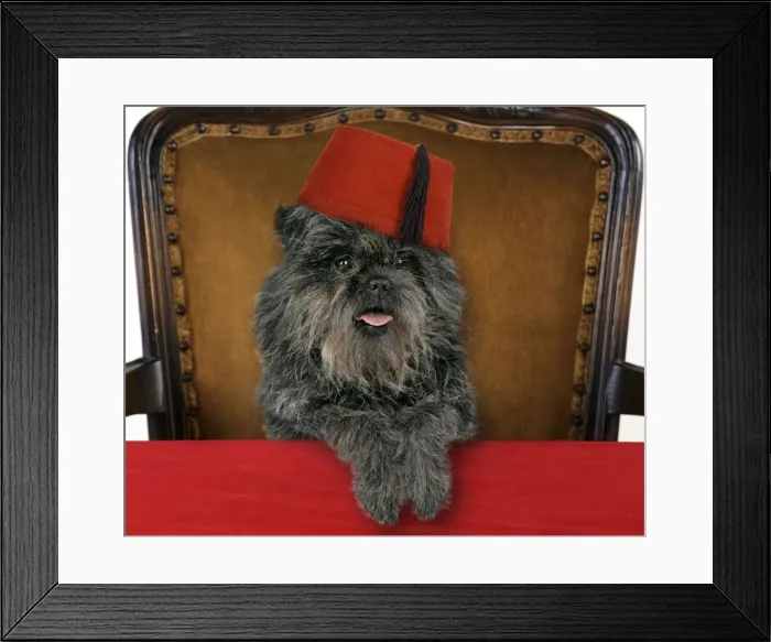 Framed Print : Picture No. 10899348