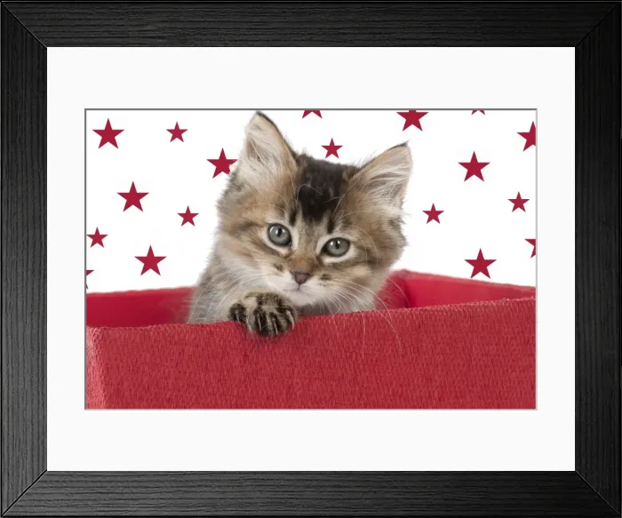 Framed Print : Picture No. 10899328