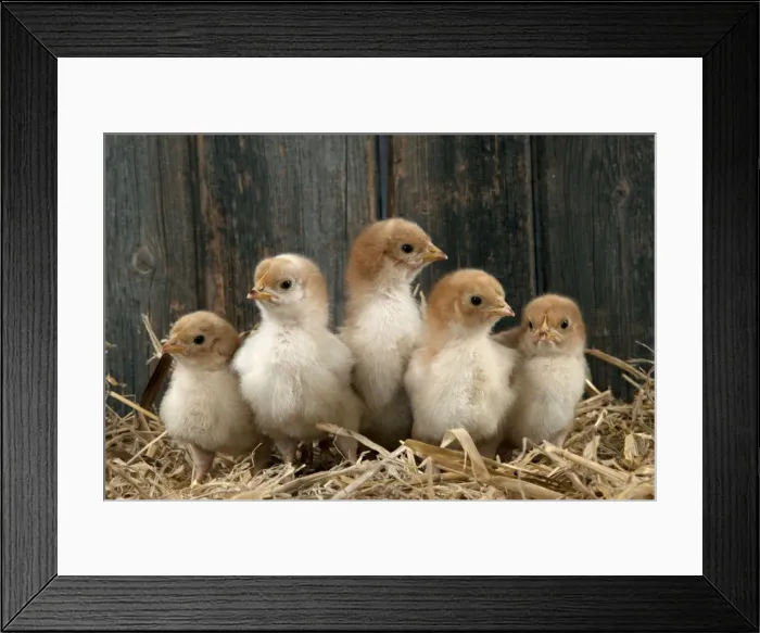 Framed Print : Picture No. 10899913 Framed Print : Picture No. 10899913