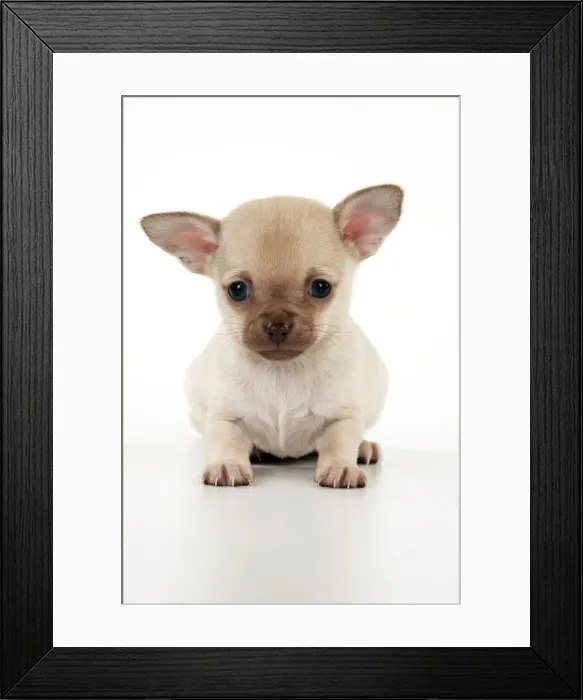 Framed Print : Picture No. 10899920 Framed Print : Picture No. 10899920