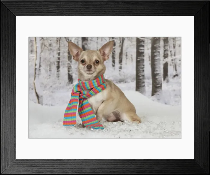 Framed Print : Picture No. 10899921 Framed Print : Picture No. 10899921