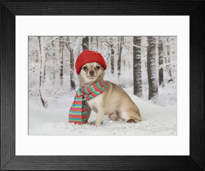 Framed Print : Picture No. 10899922 Framed Print : Picture No. 10899922