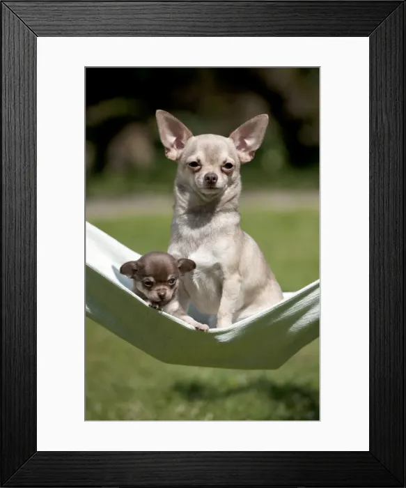 Framed Print : Picture No. 10899943 Framed Print : Picture No. 10899943