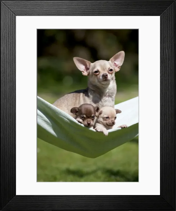 Framed Print : Picture No. 10899944 Framed Print : Picture No. 10899944
